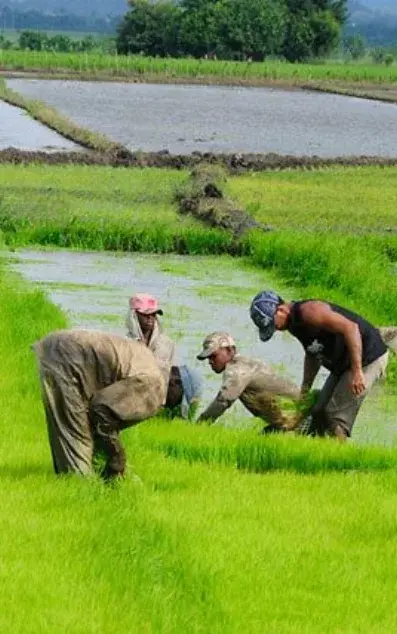 Cartera crédito a agro incrementa 43%