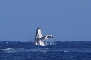 Juegos Olímpicos: Ballena aparece en semifinales de surf