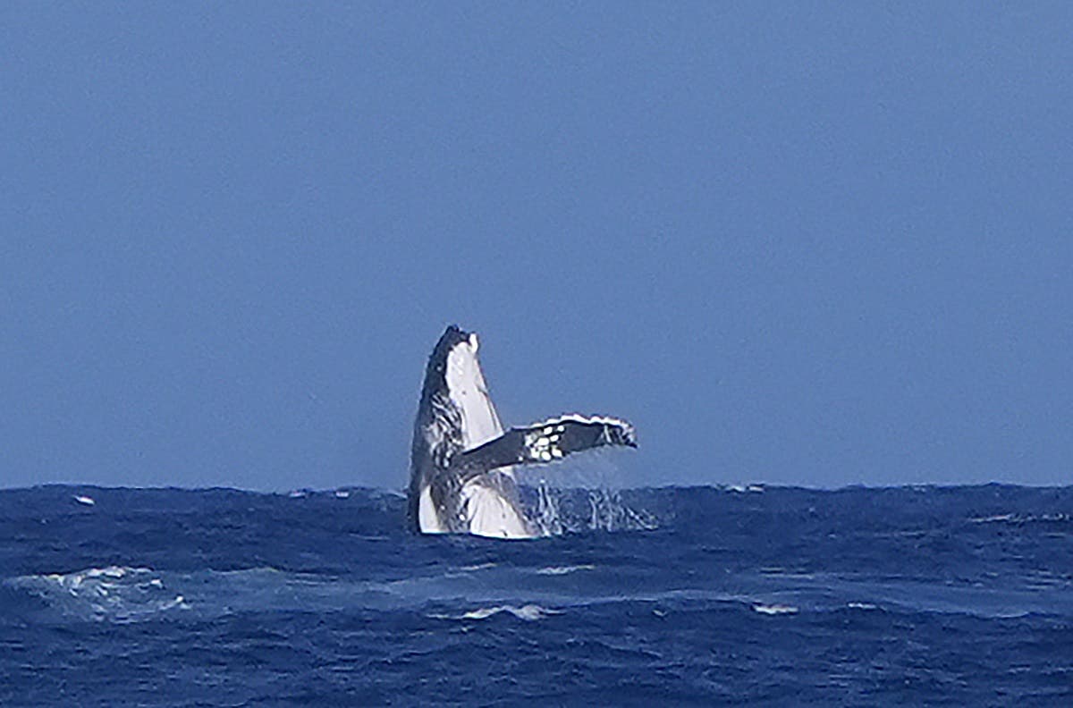 Juegos Olímpicos: Ballena aparece en semifinales de surf