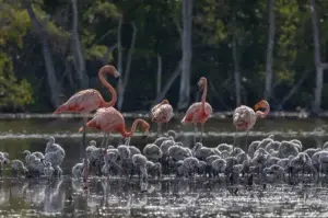 El Parque Nacional Estero Balsa, en Pepillo Salcedo, es la nueva casa del flamenco americano en RD