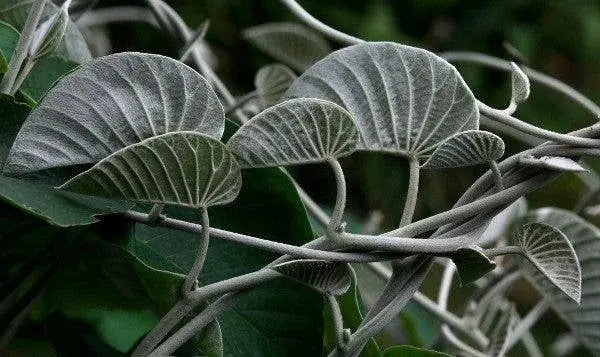 Un botiquín de plantas medicinales