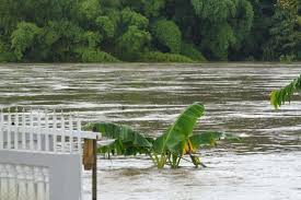 Agricultores puertorriqueños luchan por salvar sus fincas diezmadas por tormenta Ernesto