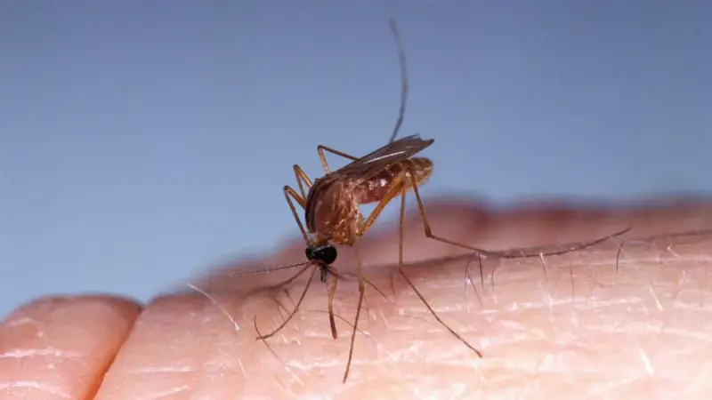 Oropouche, virus detectado en América Latina para el que no existe vacuna