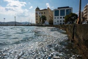 Las inundaciones de hace un año causan la muerte de decenas de miles de peces en Grecia