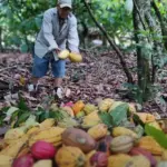 Cacao dominicano mueve US$669 millones en exportaciones