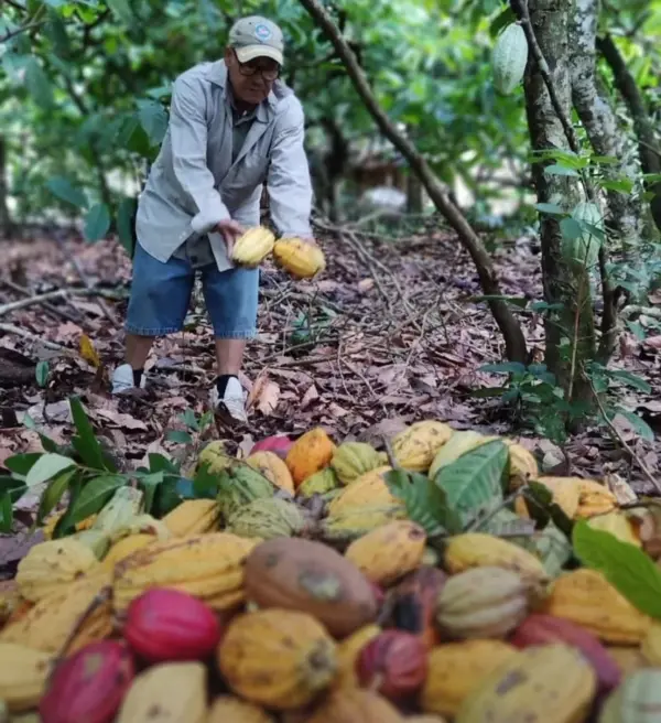Ofrecen productos artesanales , cacao y chocolate orgánico.