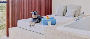 Hotel Live Aqua Punta Cana con programa Dog Friendly