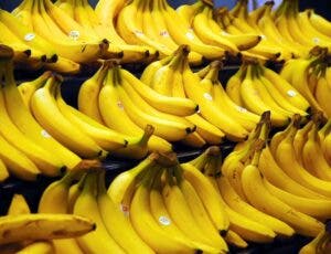 El banano criollo pierde mercado a nivel internacional