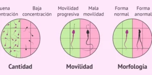 ESPERMAS-MOVILIDAD DE LOS ESPERMAS