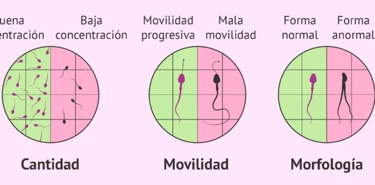 ESPERMAS-MOVILIDAD DE LOS ESPERMAS