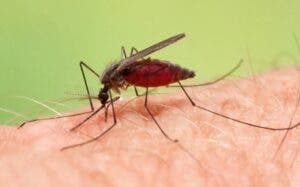 Salud notifica 726 casos de malaria