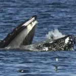 Una desconcertada foca termina en la boca de una ballena