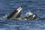 Una desconcertada foca termina en la boca de una ballena