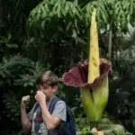 La espectacular biología del Aro Gigante, la planta que huele a muerto y tarda 10 años en florecer