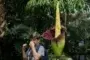 La espectacular biología del Aro Gigante, la planta que huele a muerto y tarda 10 años en florecer