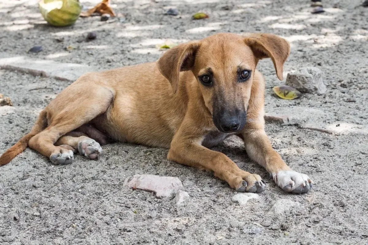 Acuerdan acciones para la protección de los animales en Santiago