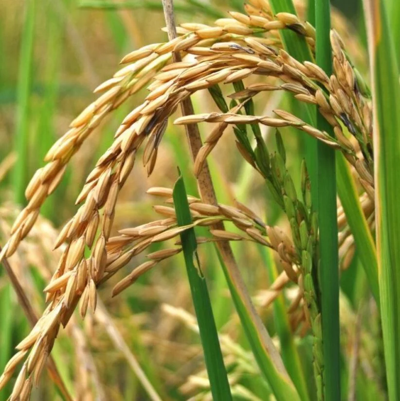 Departamento de Agricultura EE.UU. afirma República Dominicana mejora producción de arroz