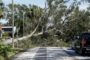 Una mujer murió aplastada por un árbol mientras ayudaba a limpiar los escombros que dejó el huracán Milton