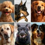 Cuáles son las 10 razas de perros más inteligentes del mundo, según los expertos