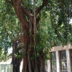 El caucho, árbol de gran tamaño ideal en parques y amplios jardines