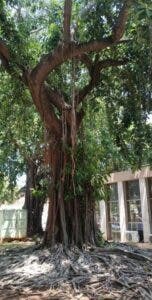 El caucho, árbol de gran tamaño ideal en parques y amplios jardines