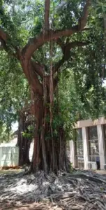 El caucho, árbol de gran tamaño ideal en parques y amplios jardines