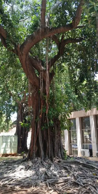 El caucho, árbol de gran tamaño ideal en parques y amplios jardines