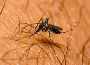 Dengue se reduce  57% respecto 2023