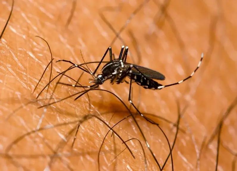 Dengue se reduce  57% respecto 2023