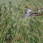 Lluvias ponen en riesgo 35 mil tareas de arroz en norte