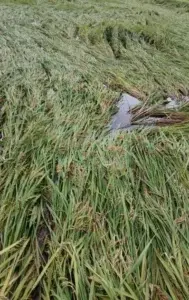 Lluvias ponen en riesgo 35 mil tareas de arroz en norte