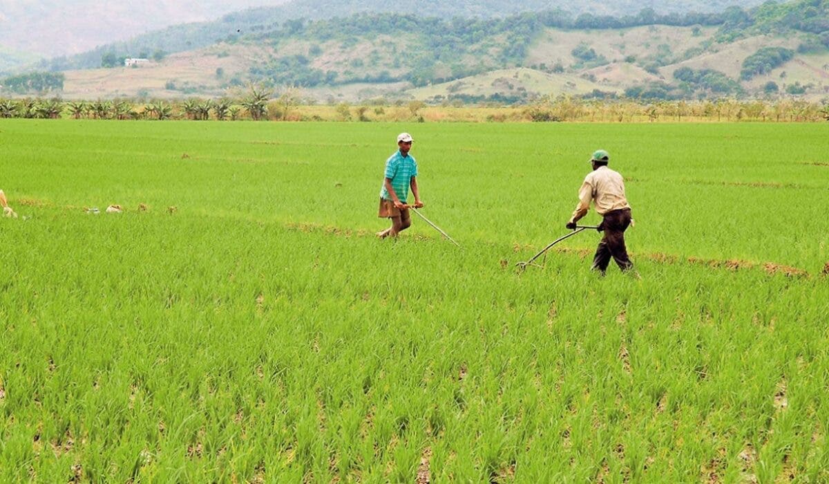 Nordeste registra crecimiento 14.2% período 2022-2023