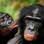 El ego también es animal:Los chimpancés rinden mejor en tareas difíciles si tienen público