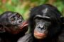 El ego también es animal:Los chimpancés rinden mejor en tareas difíciles si tienen público