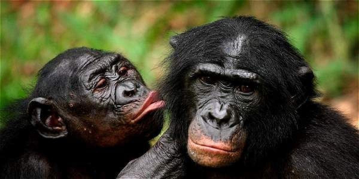 El ego también es animal:Los chimpancés rinden mejor en tareas difíciles si tienen público