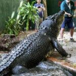 El cocodrilo más grande del mundo fallece en un centro de animales en Australia