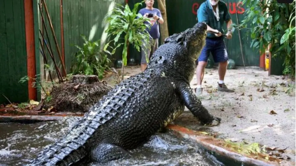 El cocodrilo más grande del mundo fallece en un centro de animales en Australia