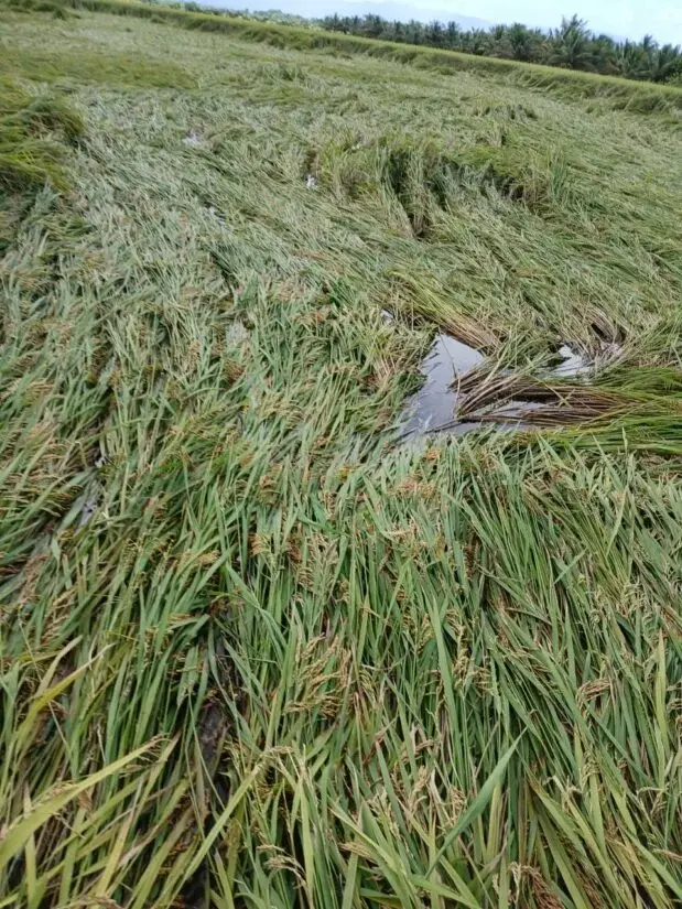 Inundaciones ponen en riesgo 35 mil tareas de arroz en el Norte