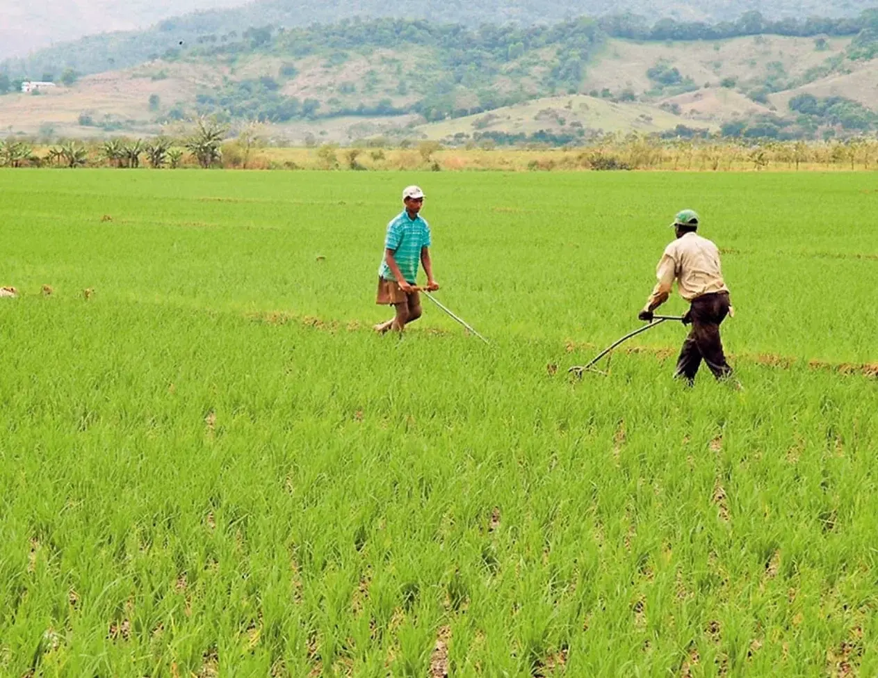 El Gobierno anuncia medidas para proteger producción arroz