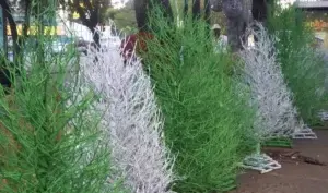 Aceituno o roble cenizo está de boga en Navidad