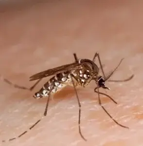 OPS valora país es líder manejo dengue