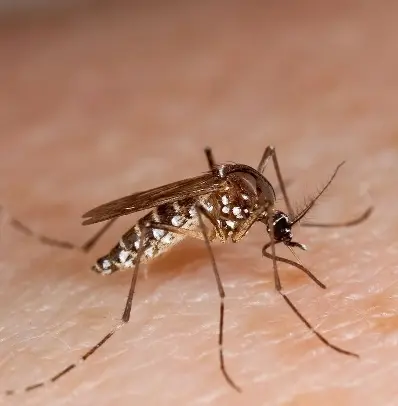 OPS valora país es líder manejo dengue