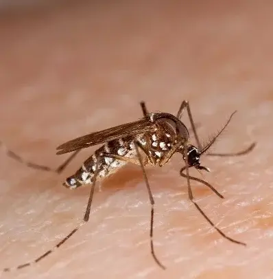 OPS valora país es líder manejo dengue