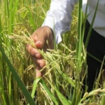 El consumo de arroz  ronda las 128 libras per cápita al año