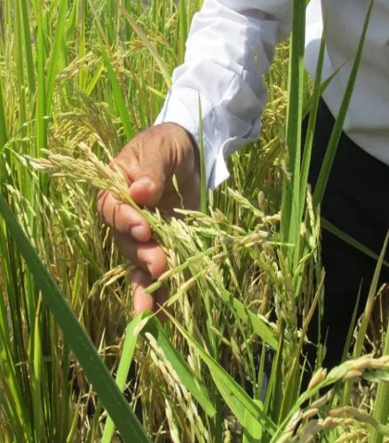 Protección a producción de arroz podría causar tensión internacional