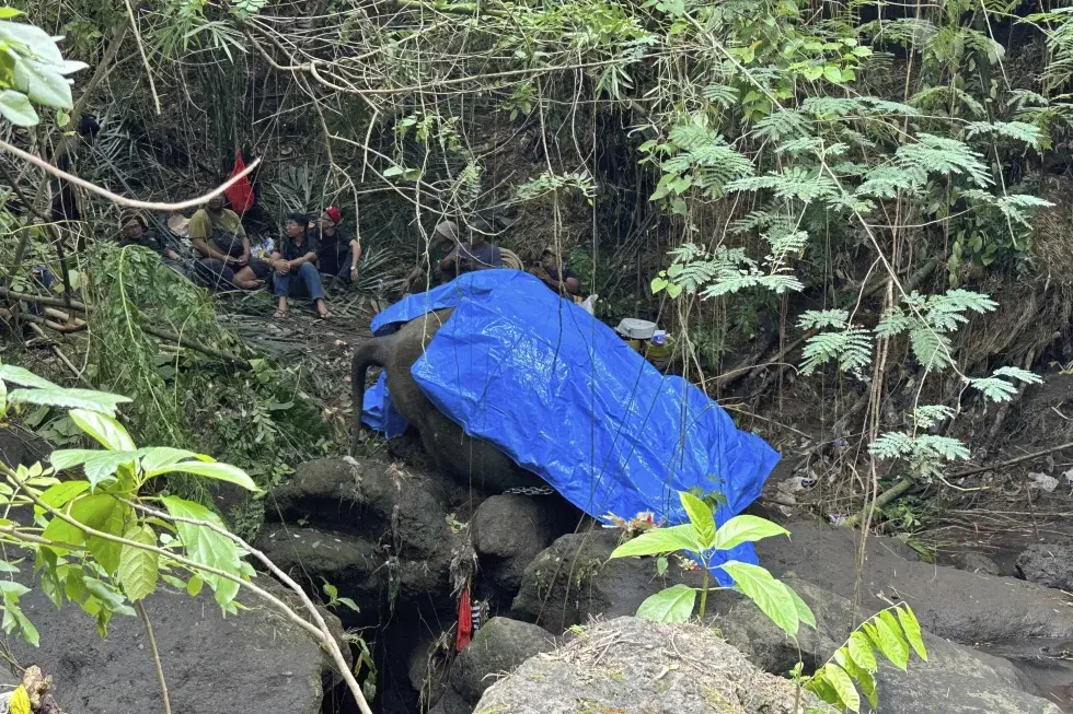 Muere una elefanta de zoológico en Indonesia tras ser arrastrada por un río