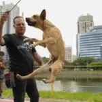 Un perro «viralata» color caramelo es el nuevo ícono de Brasil