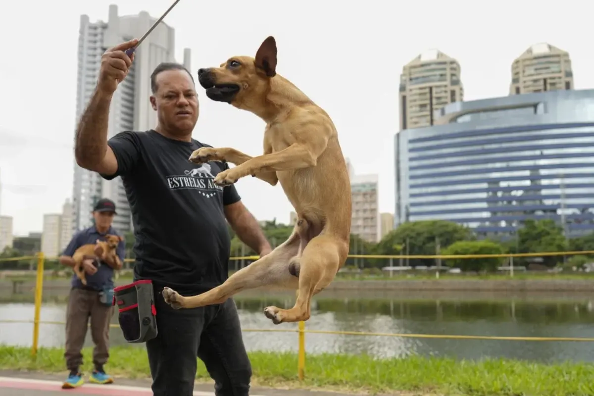 Un perro «viralata» color caramelo es el nuevo ícono de Brasil