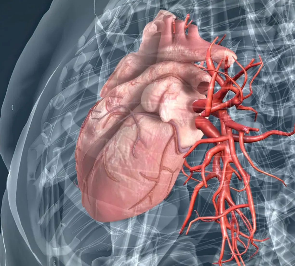 Claves para cuidar la salud cardiovascular