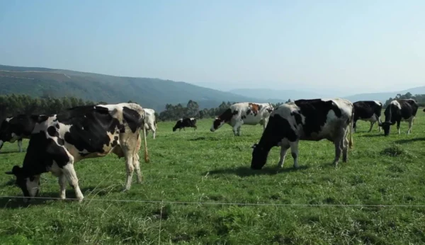 La  fiebre aftosa es altamente contagiosa entre bovinos, porcinos, ovinos, caprinos y otros rumiantes de pezuña hendida.